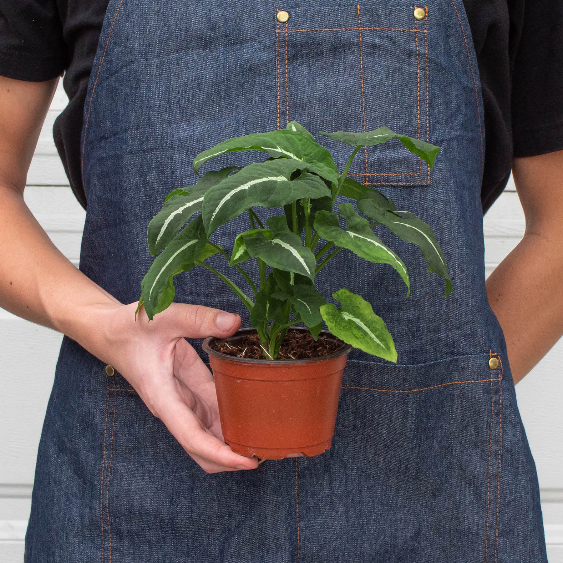 Syngonium wendlandii 'Black Velvet'-Indoor Plants-The Succulent Source