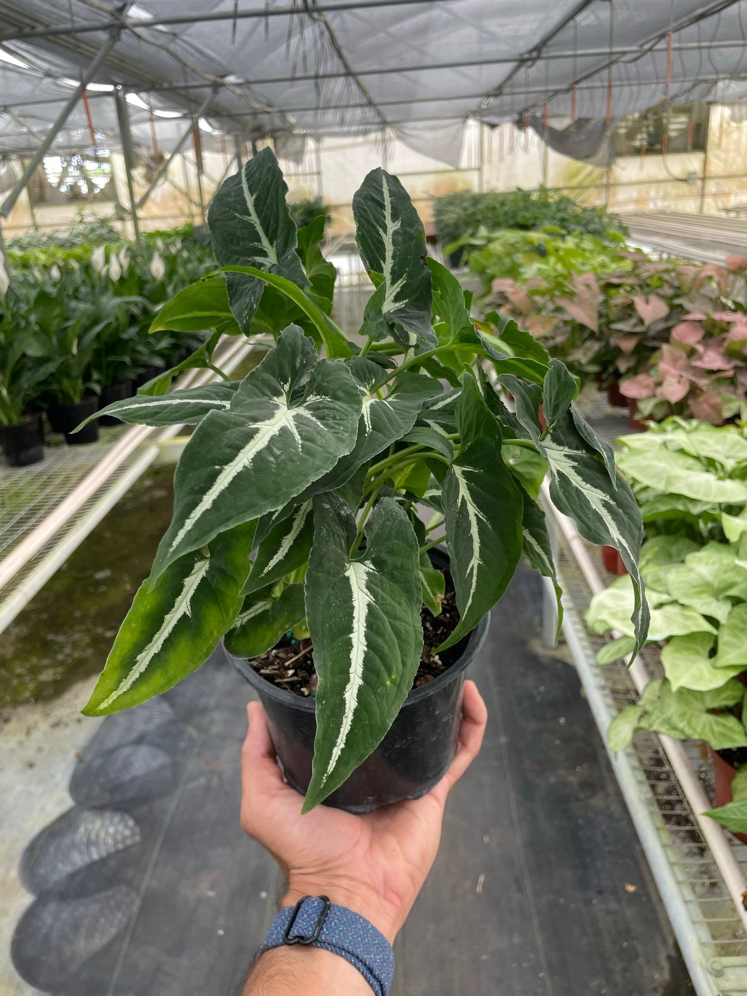 Syngonium wendlandii 'Black Velvet'-Indoor Plants-The Succulent Source