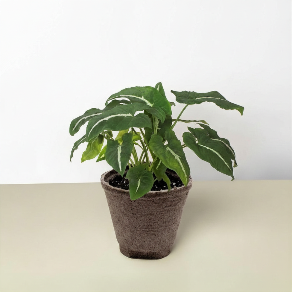 Syngonium wendlandii 'Black Velvet'-Indoor Plants-The Succulent Source