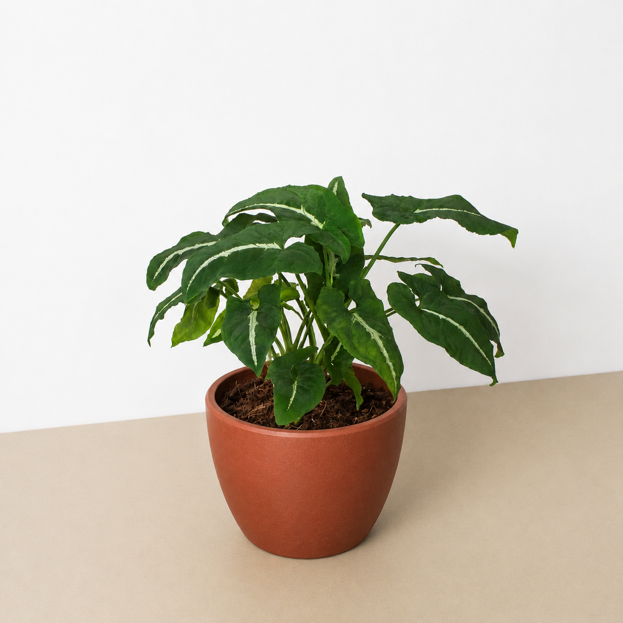 Syngonium wendlandii 'Black Velvet'-Indoor Plants-The Succulent Source