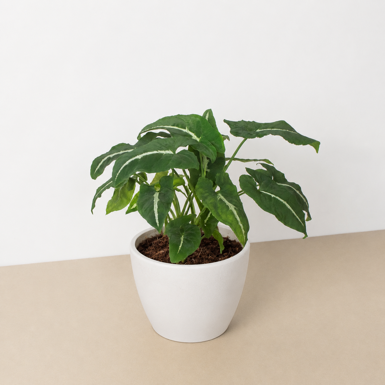 Syngonium wendlandii 'Black Velvet'-Indoor Plants-The Succulent Source