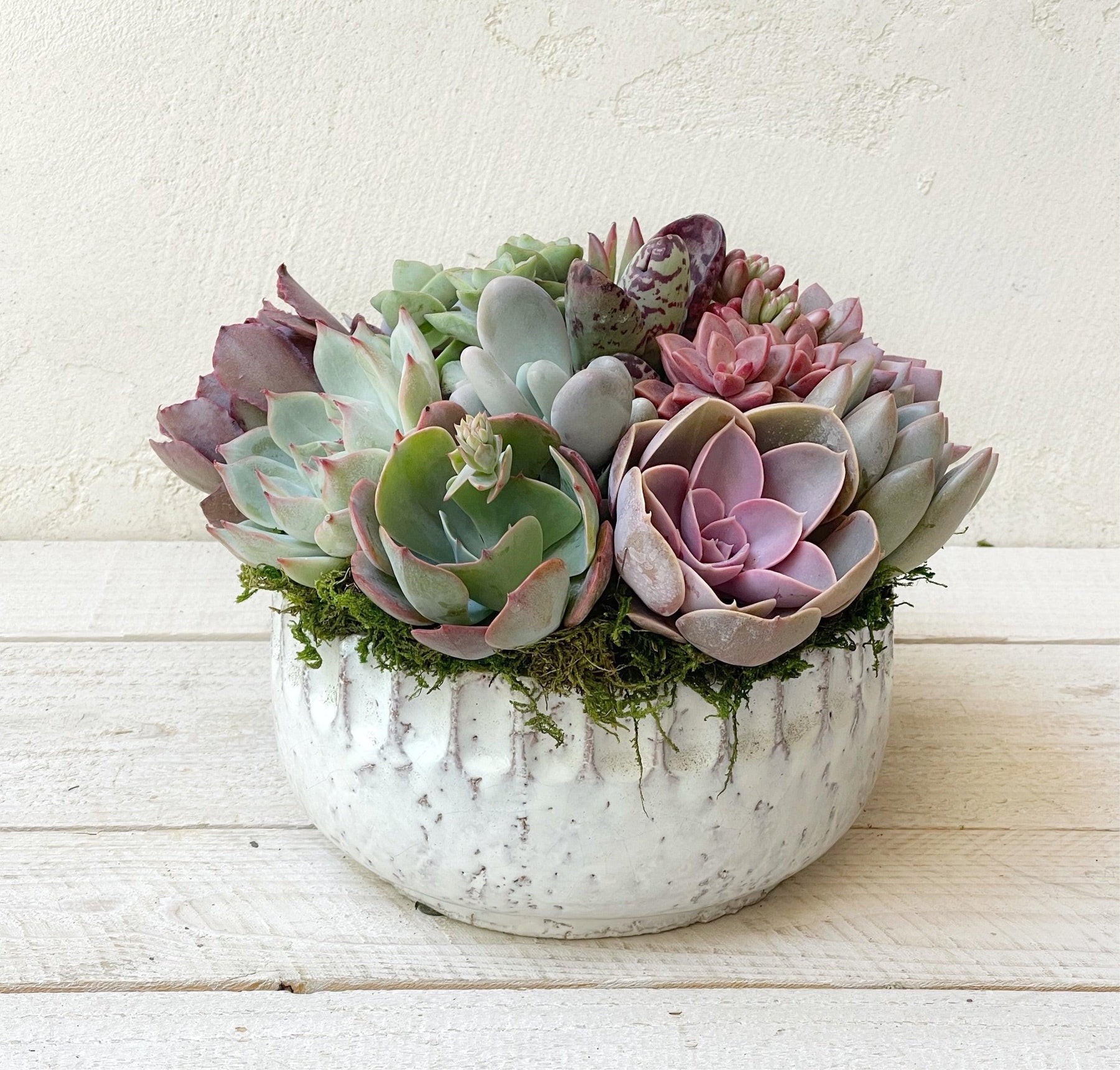extra large succulent plants Succulent Arrangement