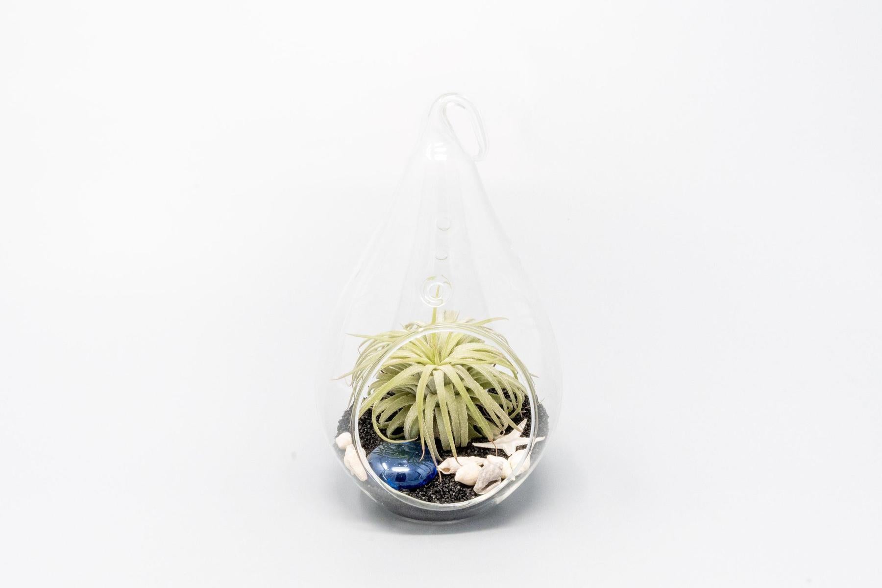 Teardrop Beach Terrariums with Black Sand-terrarium-The Succulent Source