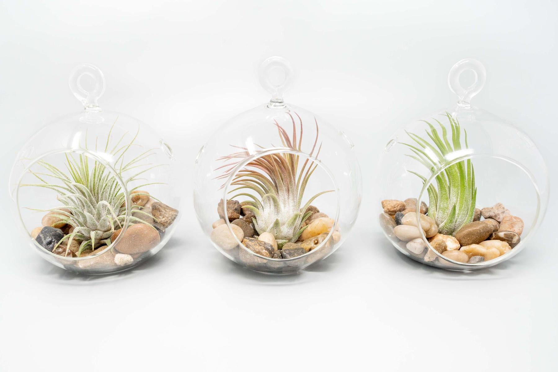 Terrarium Globe with Flat Bottom, Air Plant & River Stones-terrarium-The Succulent Source
