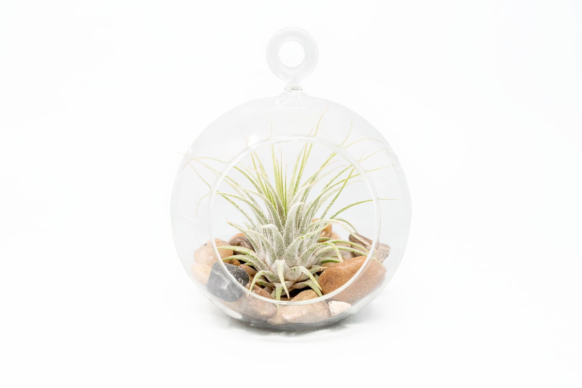 succulent globe terrarium Terrarium Globe with Flat Bottom, Air Plant & River Stones