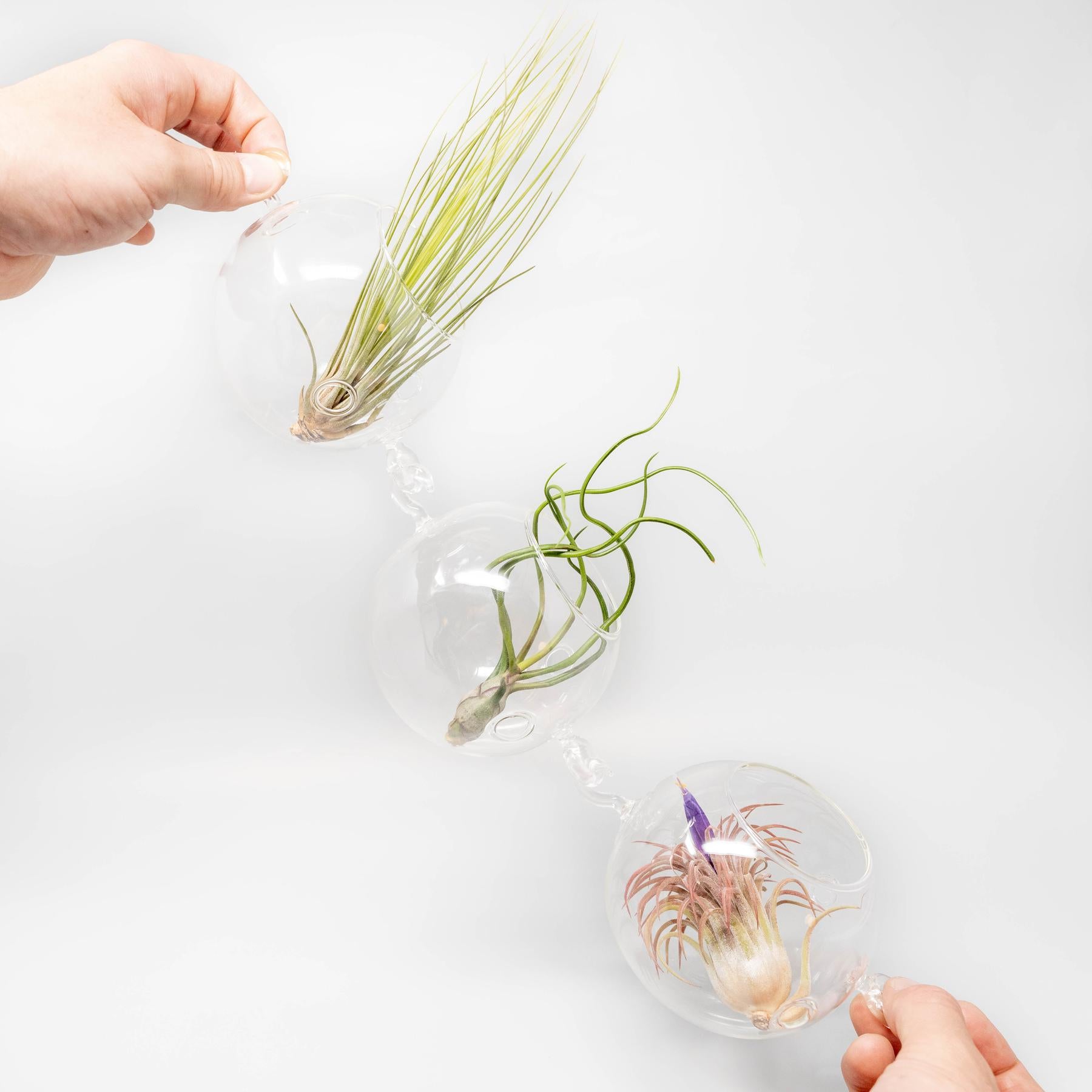 Terrarium Trio with Double Hooks and Tillandsia Juncea, Bulbosa, & Ionantha Air Plants-terrarium-The Succulent Source