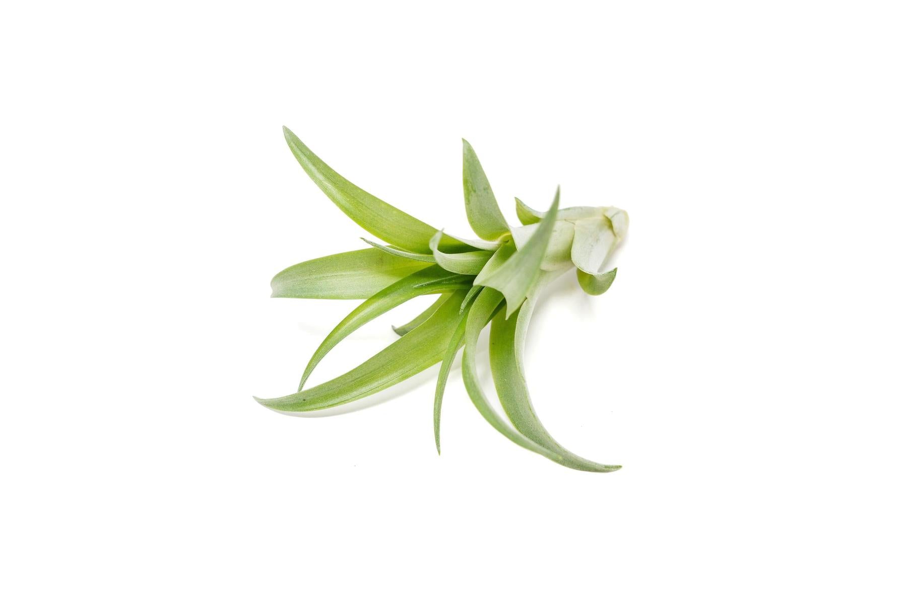 SALE - Tillandsia Abdita Brachycaulos Air Plants - Set of 10, 20 or 30 - 60% Off-airplant-The Succulent Source