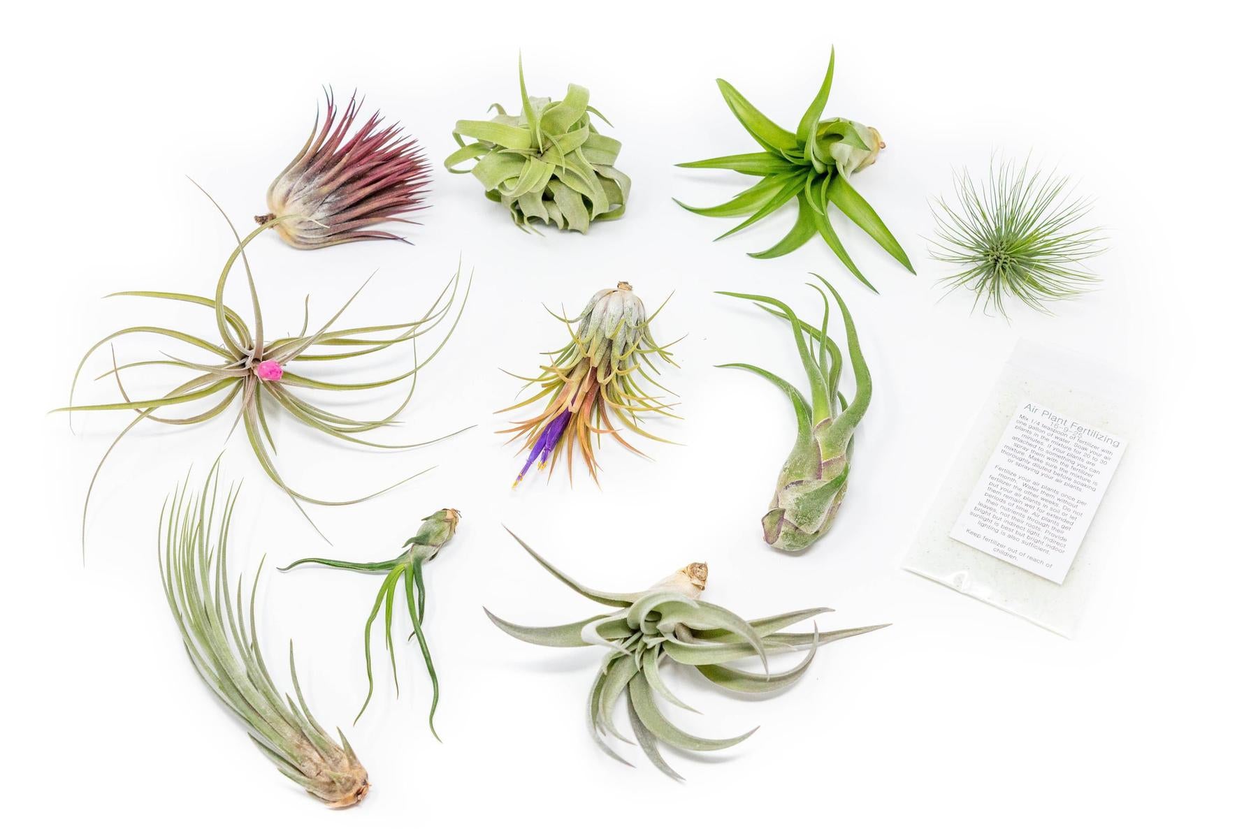 Tillandsia Air Plant Grab Bag of 10 Plants + 1 Year Air Plant Fertiliz