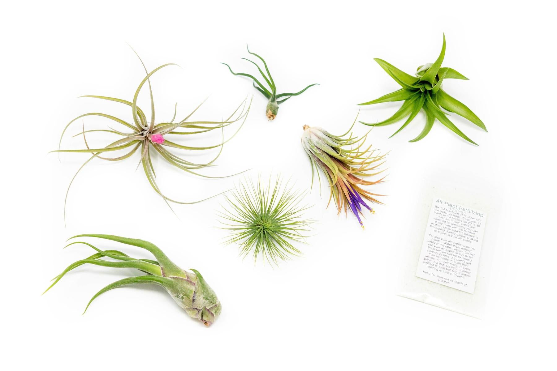 do you fertilize air plants Tillandsia Air Plant Grab Bag of 6 Plants + 1 Year Air Plant Fertilize
