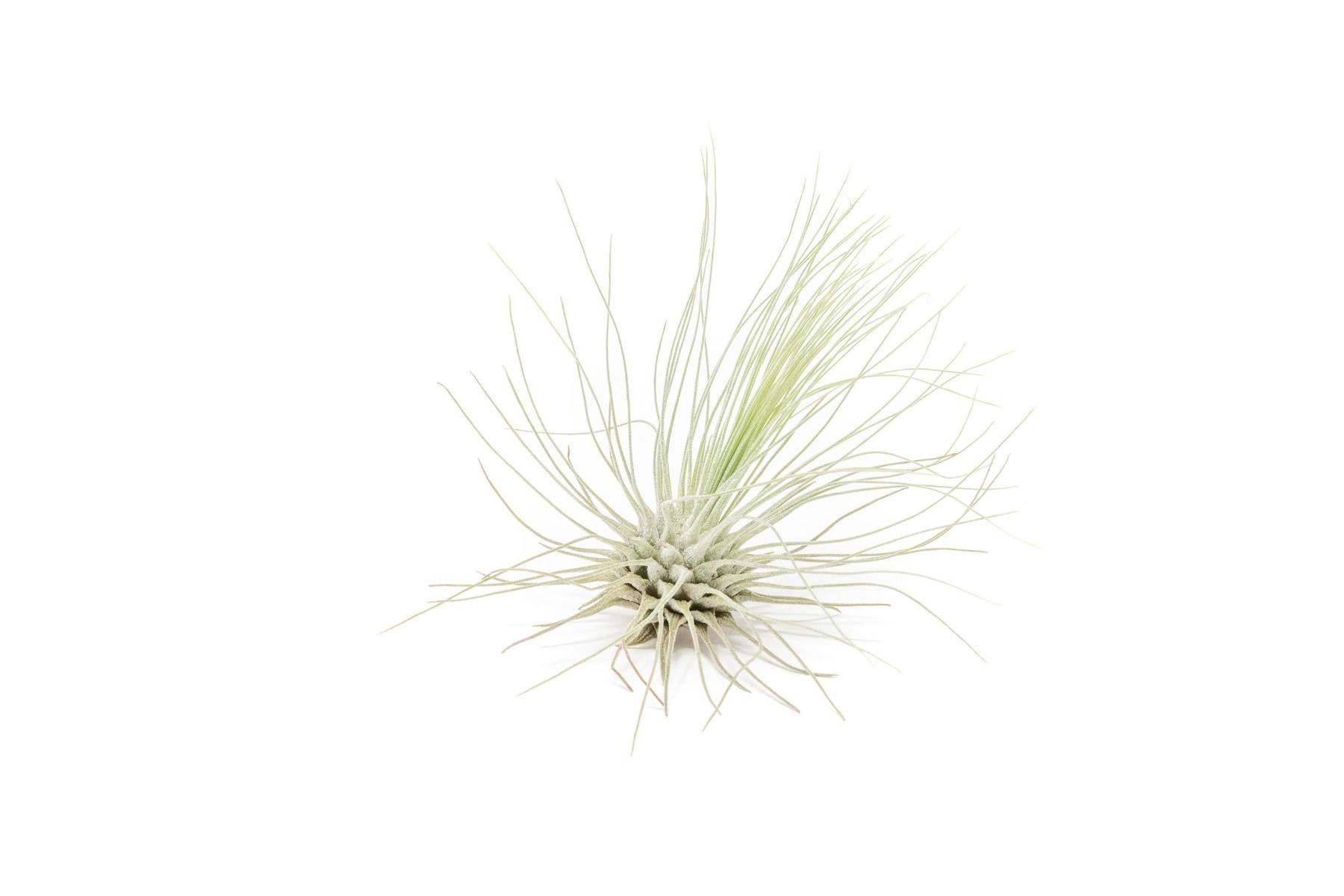 Tillandsia Argentea Thin Air Plants-airplant-The Succulent Source