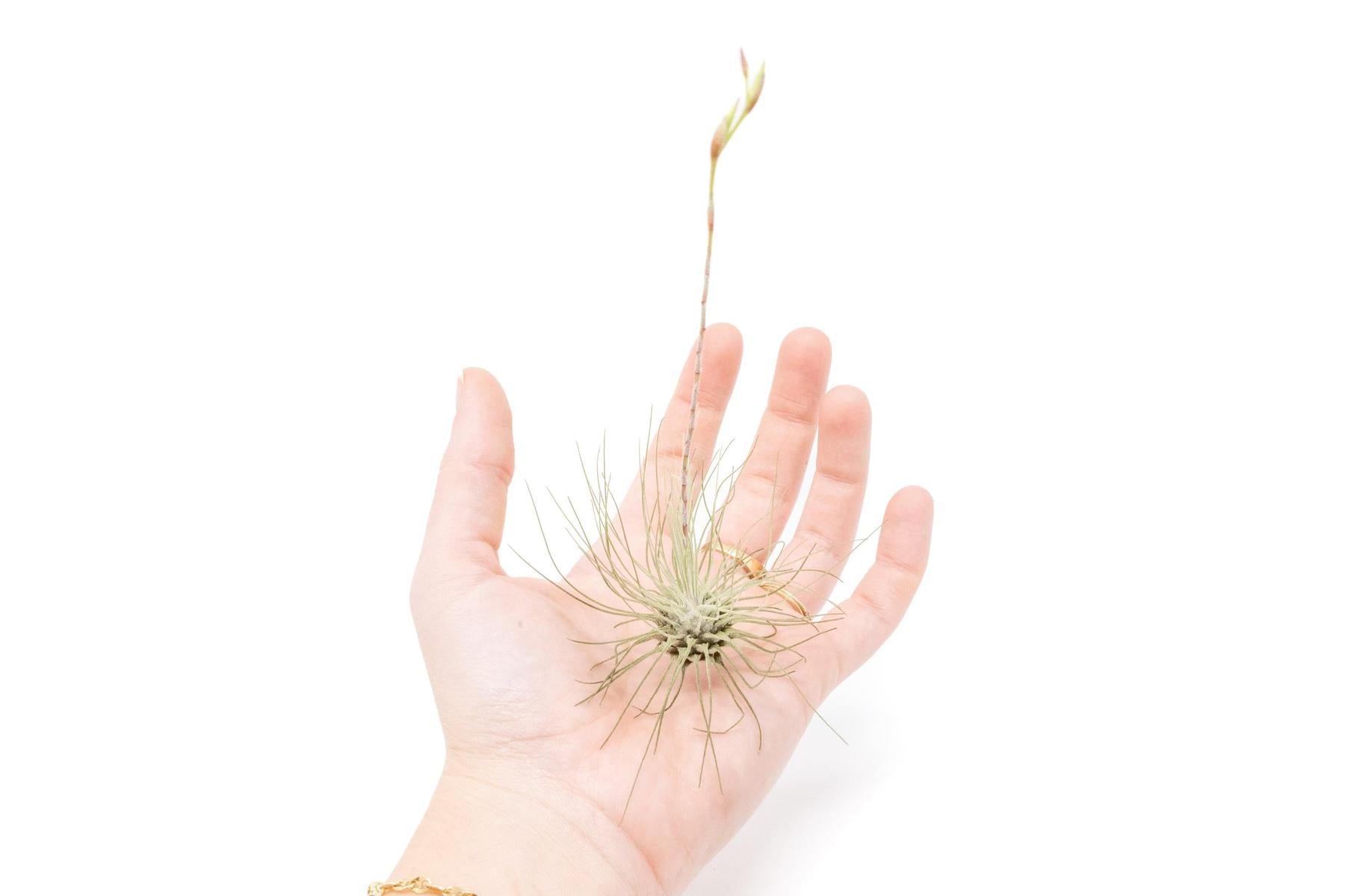 argentea air plant Tillandsia Argentea Thin Air Plants