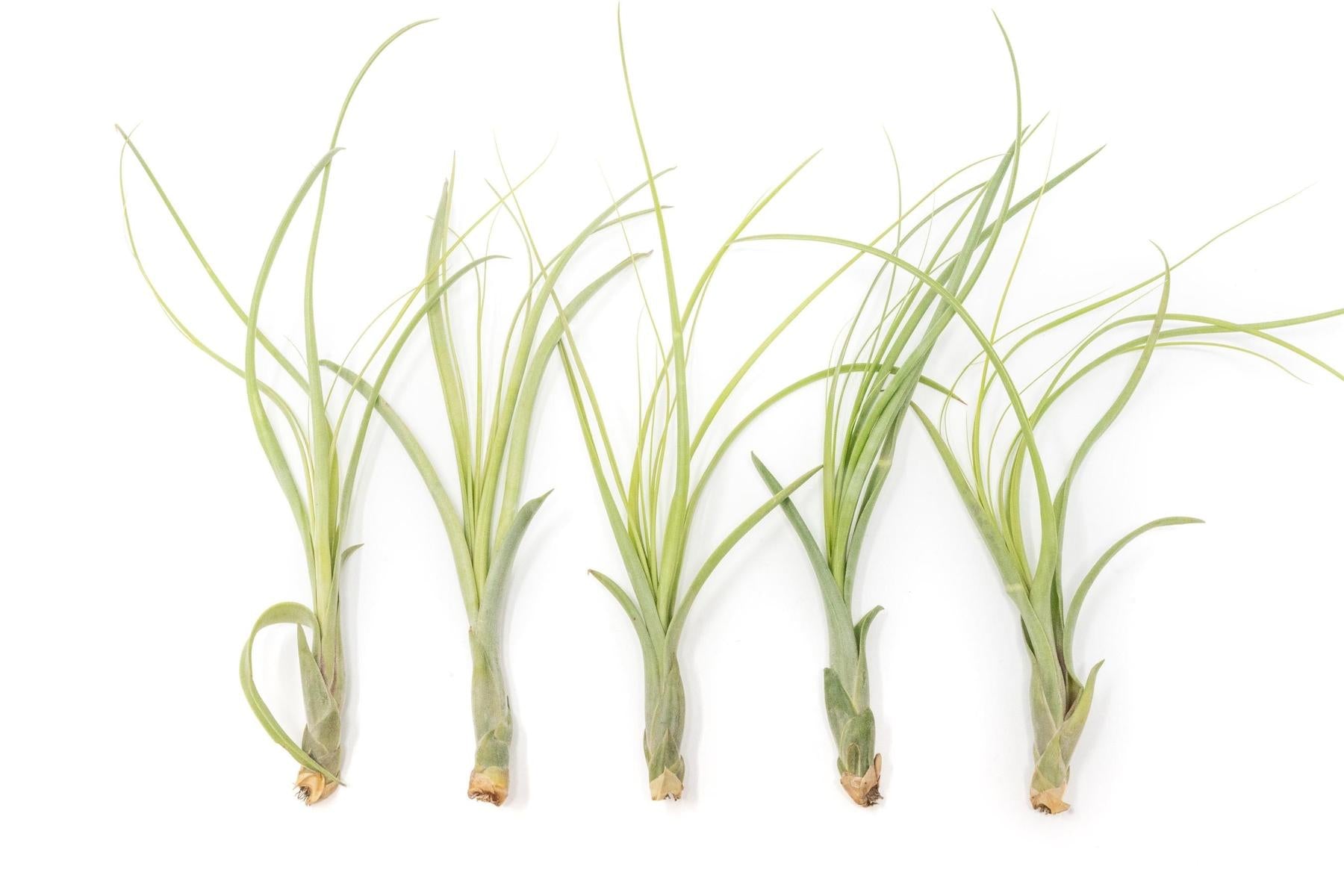 Tillandsia Balbisiana Air Plants-airplant-The Succulent Source