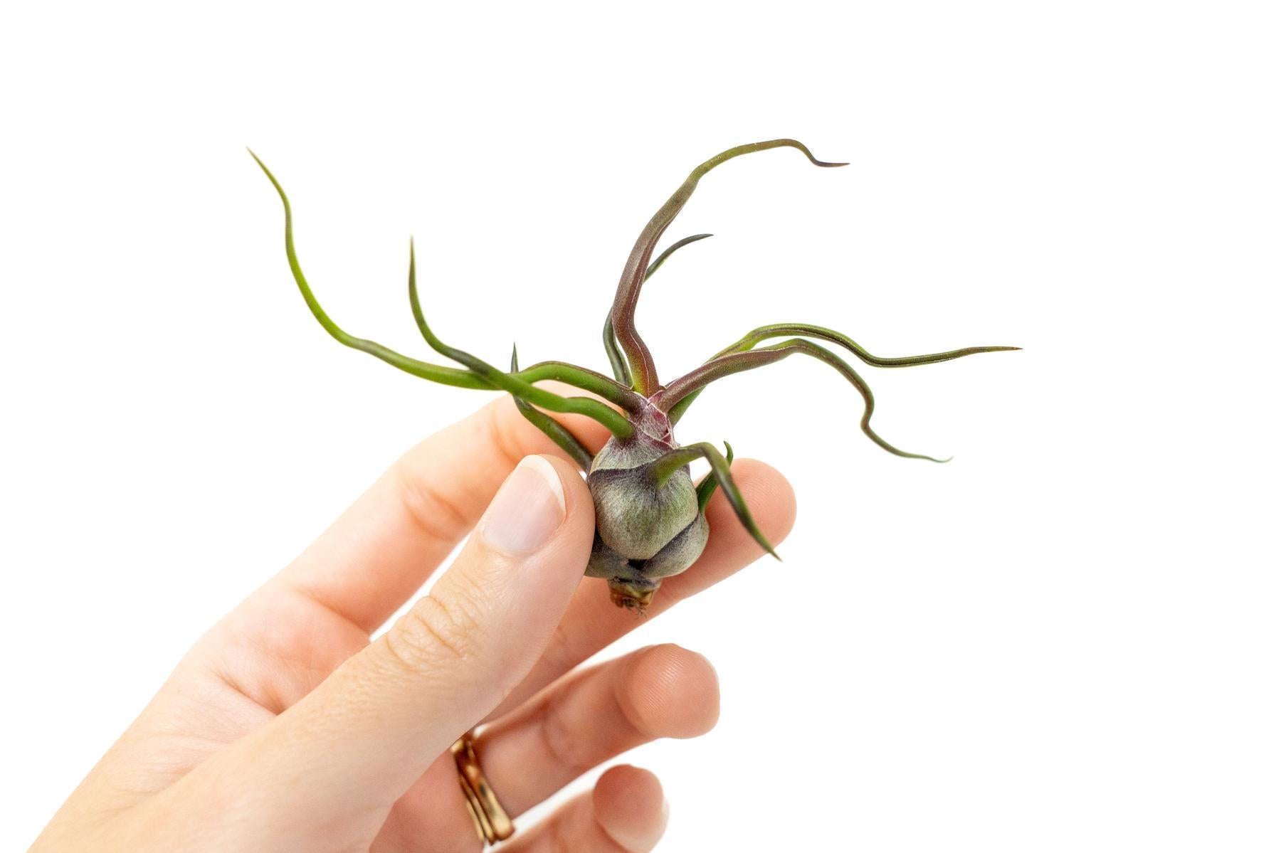 Tillandsia Bulbosa Guatemala Air Plants-airplant-The Succulent Source