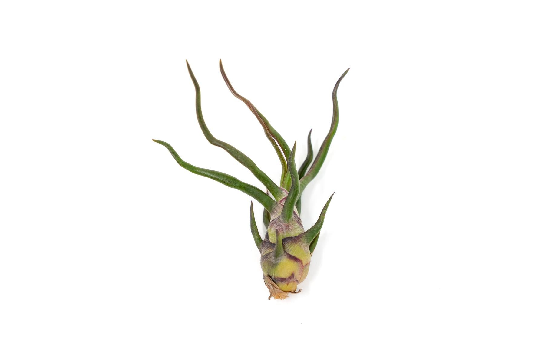Tillandsia Bulbosa Guatemala Air Plants-airplant-The Succulent Source