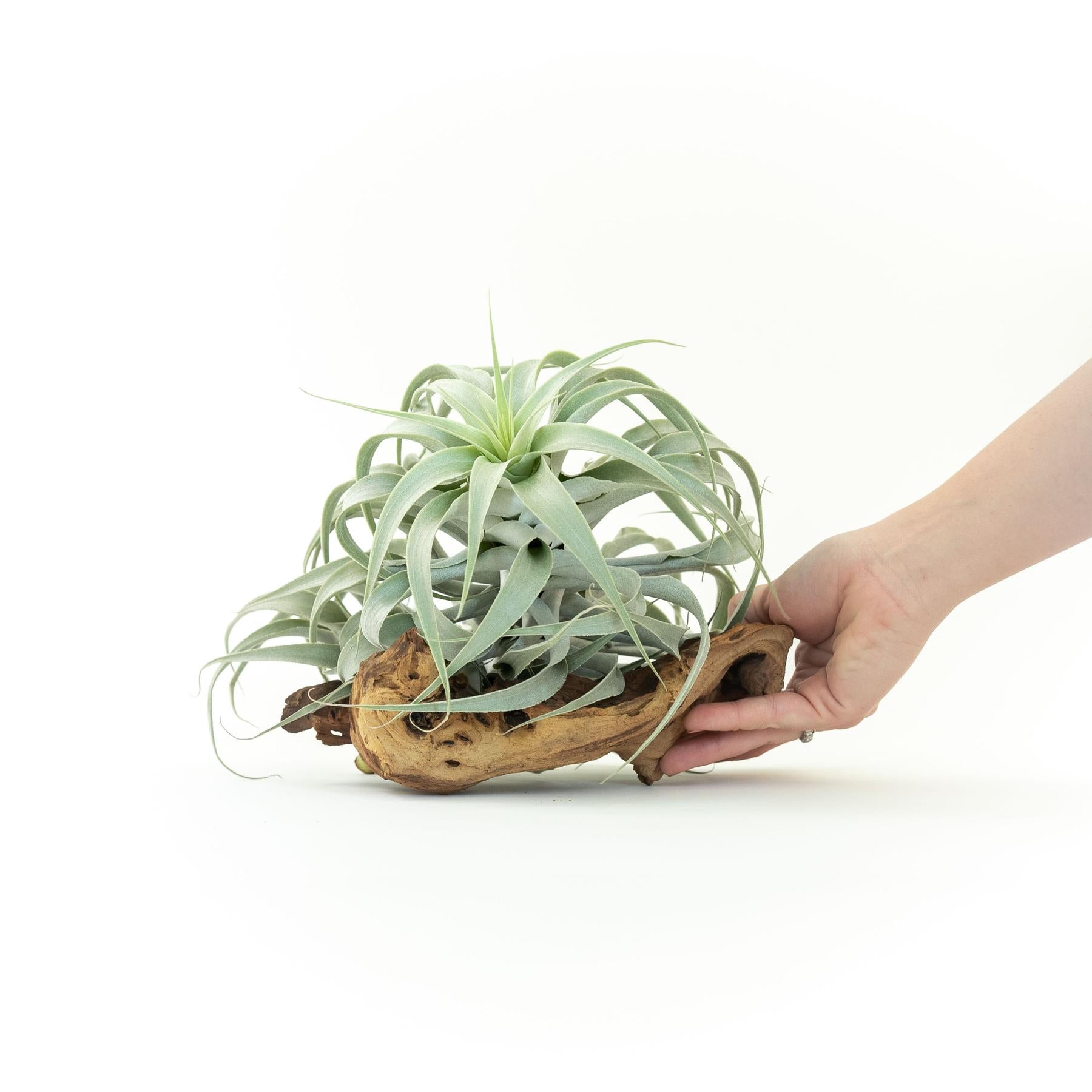 Tillandsia Cacticola Long Form Silver Air Plants-airplant-The Succulent Source