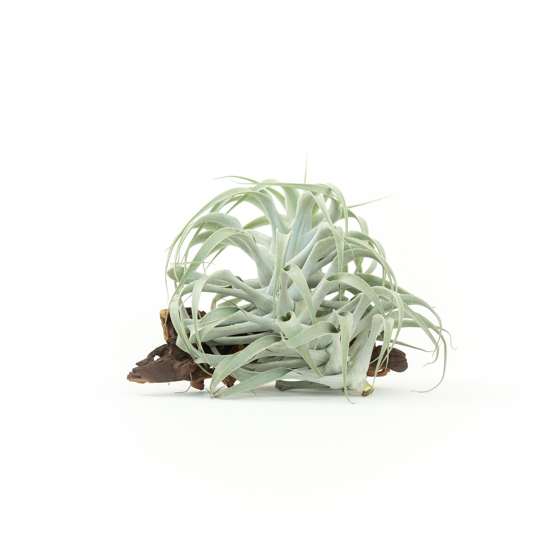 Tillandsia Cacticola Long Form Silver Air Plants-airplant-The Succulent Source