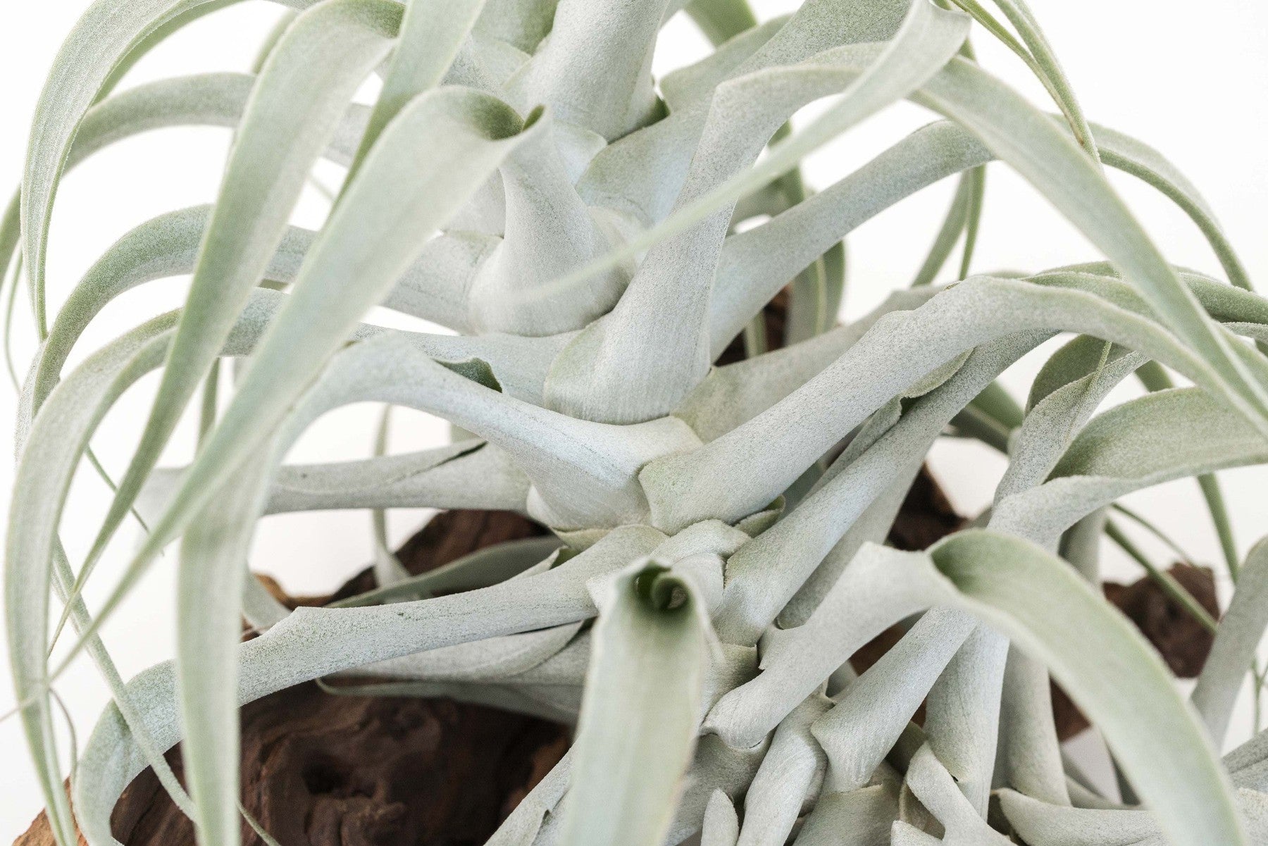 Tillandsia Cacticola Long Form Silver Air Plants-airplant-The Succulent Source