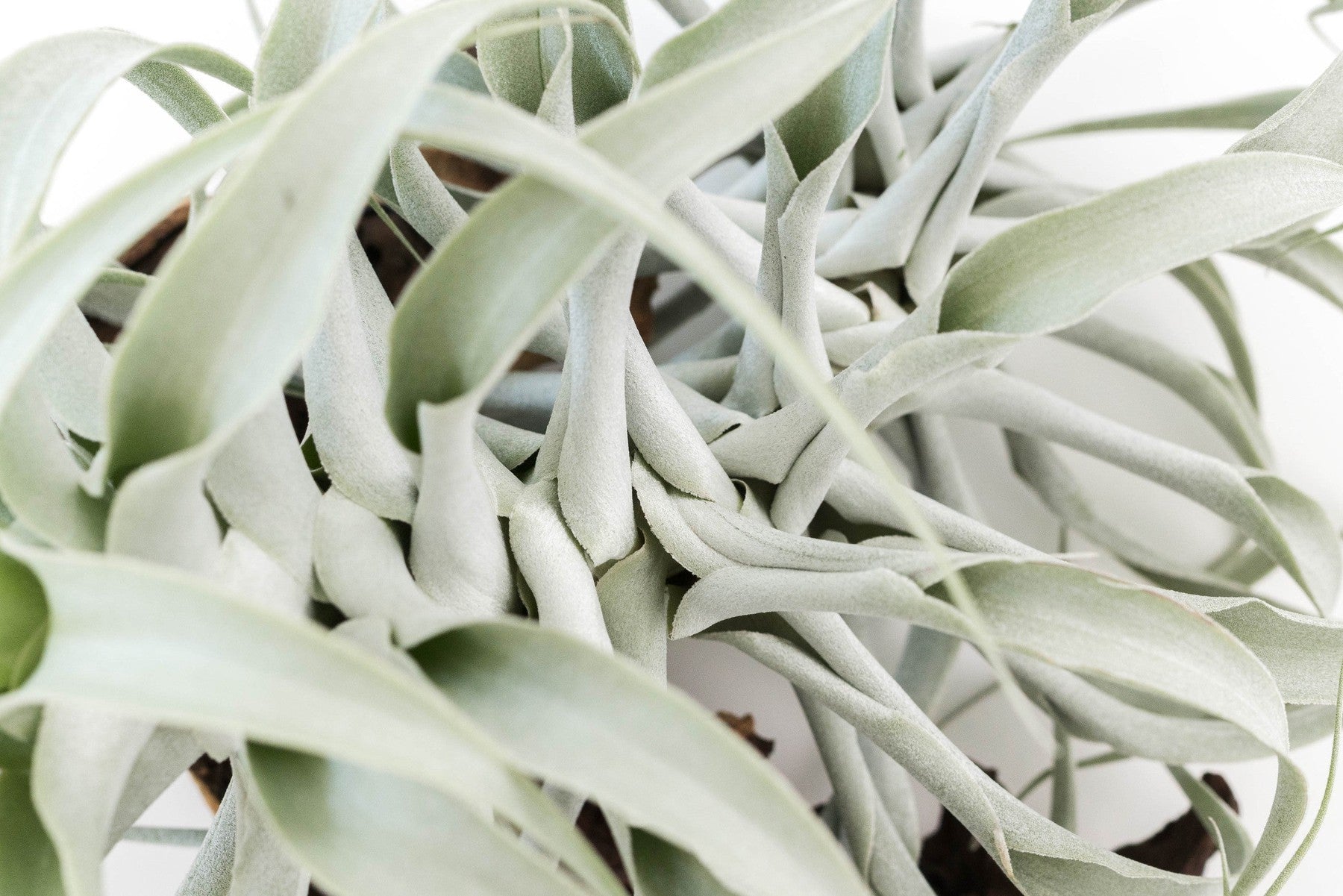 Tillandsia Cacticola Long Form Silver Air Plants-airplant-The Succulent Source
