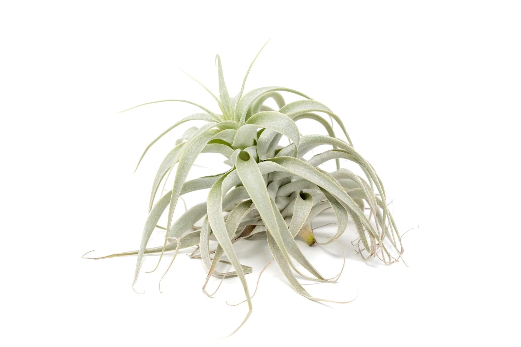 Tillandsia Cacticola Long Form Silver Air Plants-airplant-The Succulent Source
