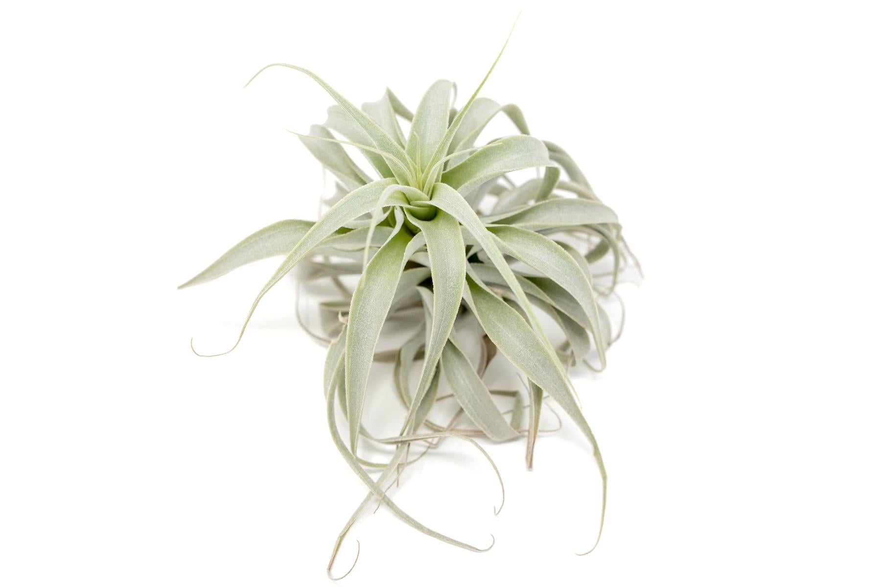 Tillandsia Cacticola Long Form Silver Air Plants-airplant-The Succulent Source