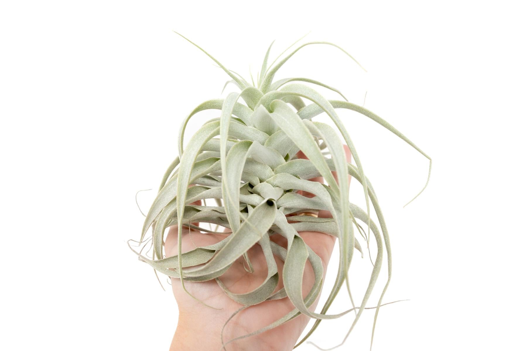 Tillandsia Cacticola Long Form Silver Air Plants-airplant-The Succulent Source