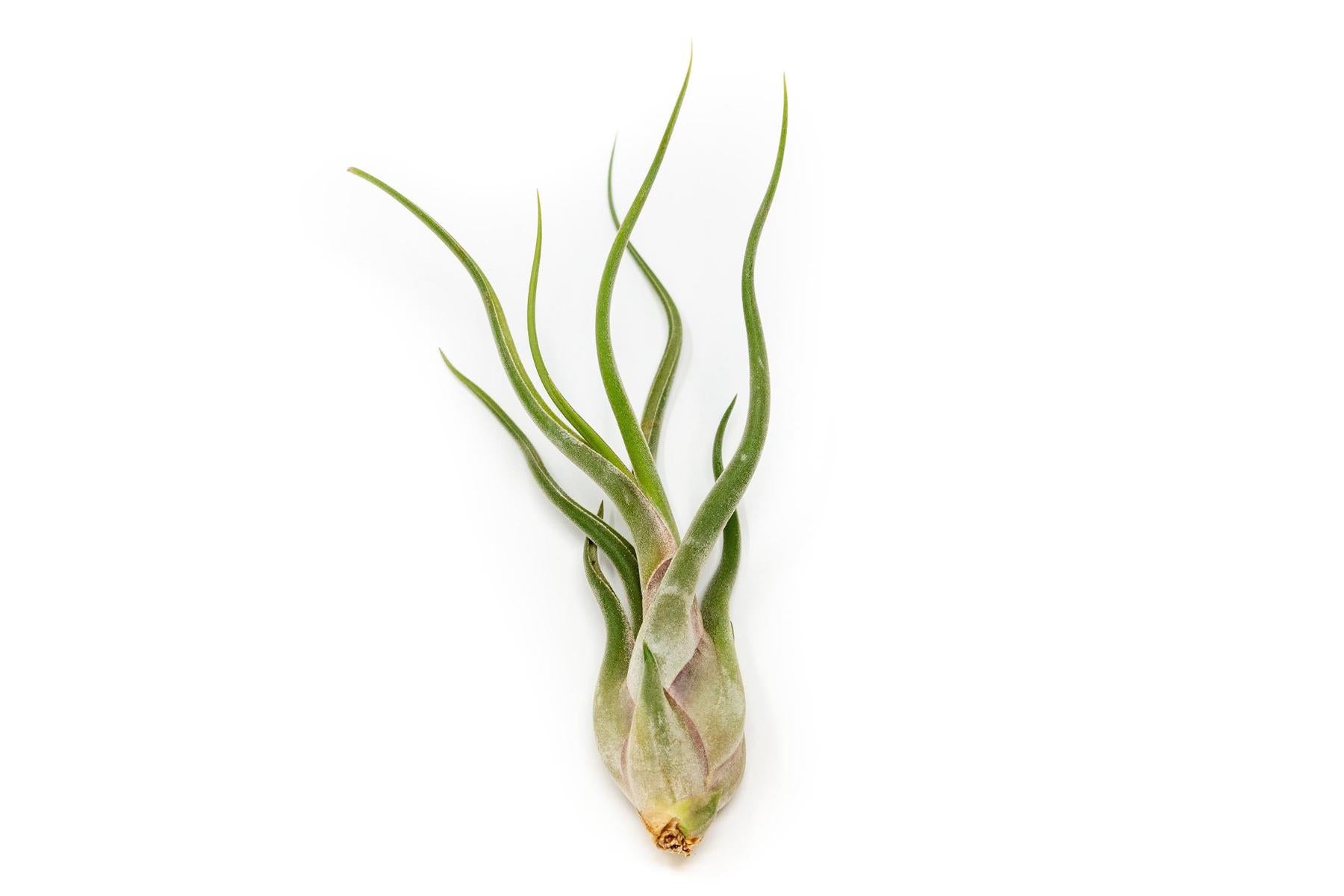 caput medusae air plant flower Tillandsia Caput Medusae Air Plants