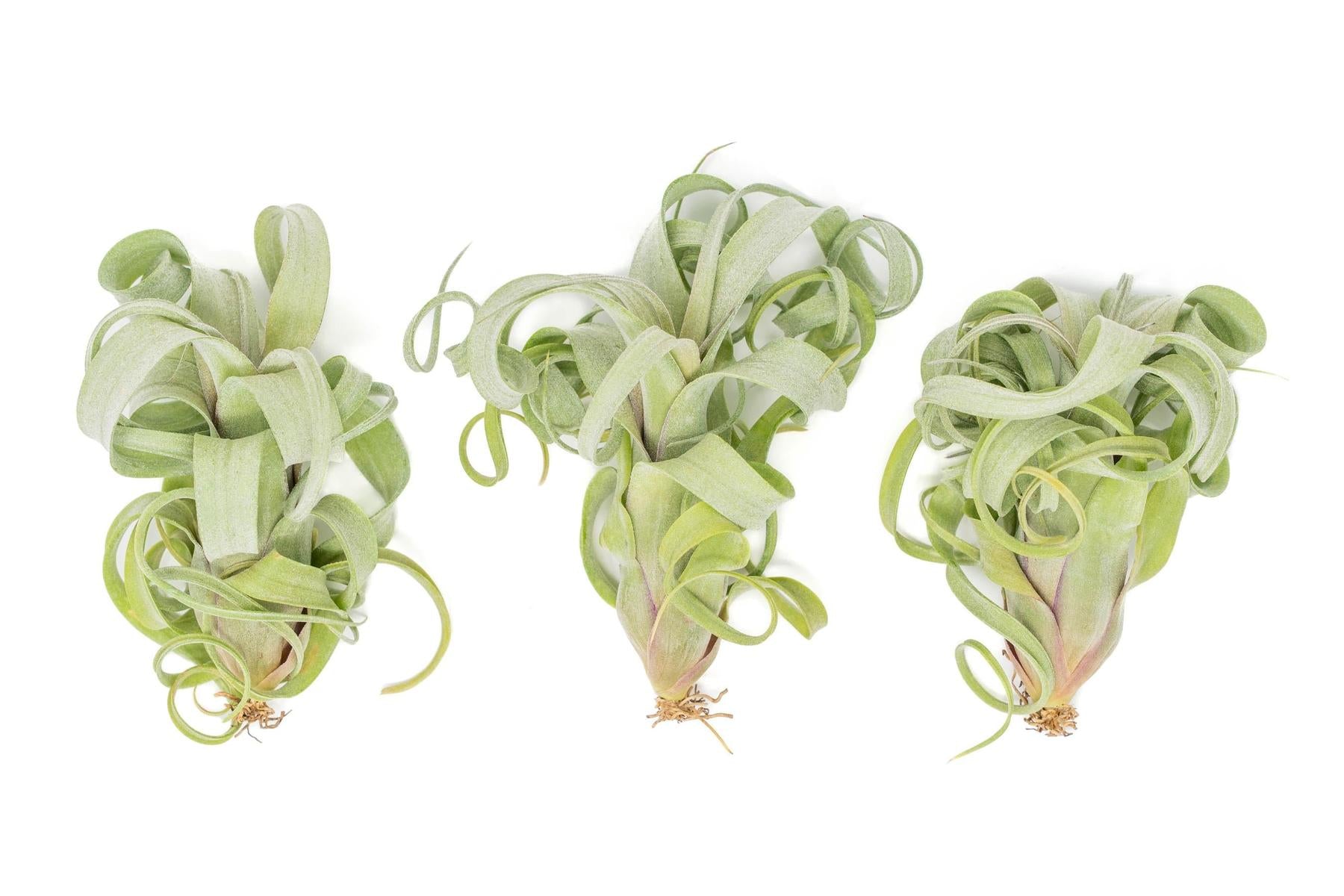 Tillandsia Curly Slim (T. Intermedia x T. Streptophylla) Air Plant-airplant-The Succulent Source