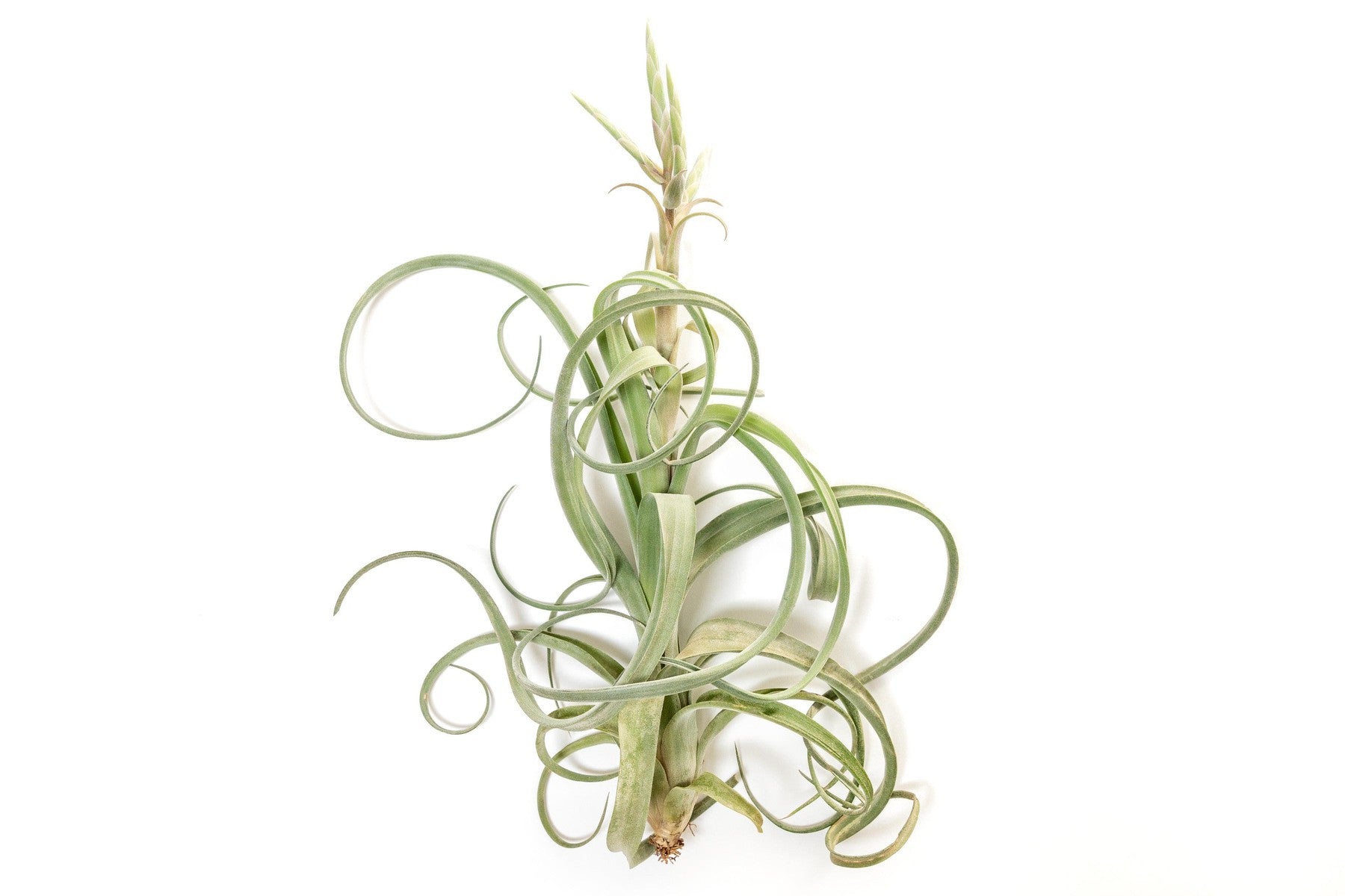 Tillandsia Curly Slim (T. Intermedia x T. Streptophylla) Air Plant-airplant-The Succulent Source
