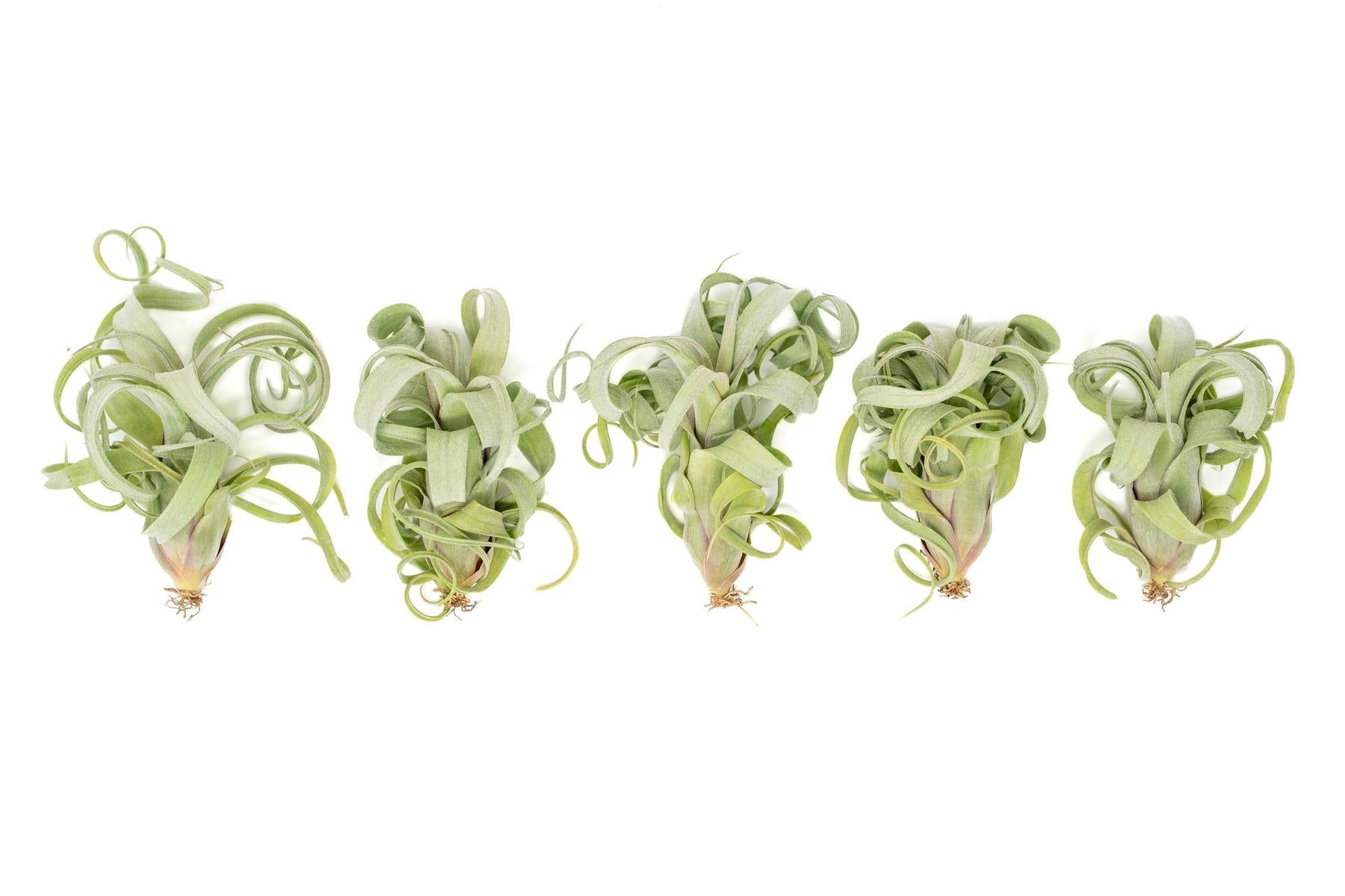 Tillandsia Curly Slim (T. Intermedia x T. Streptophylla) Air Plant-airplant-The Succulent Source