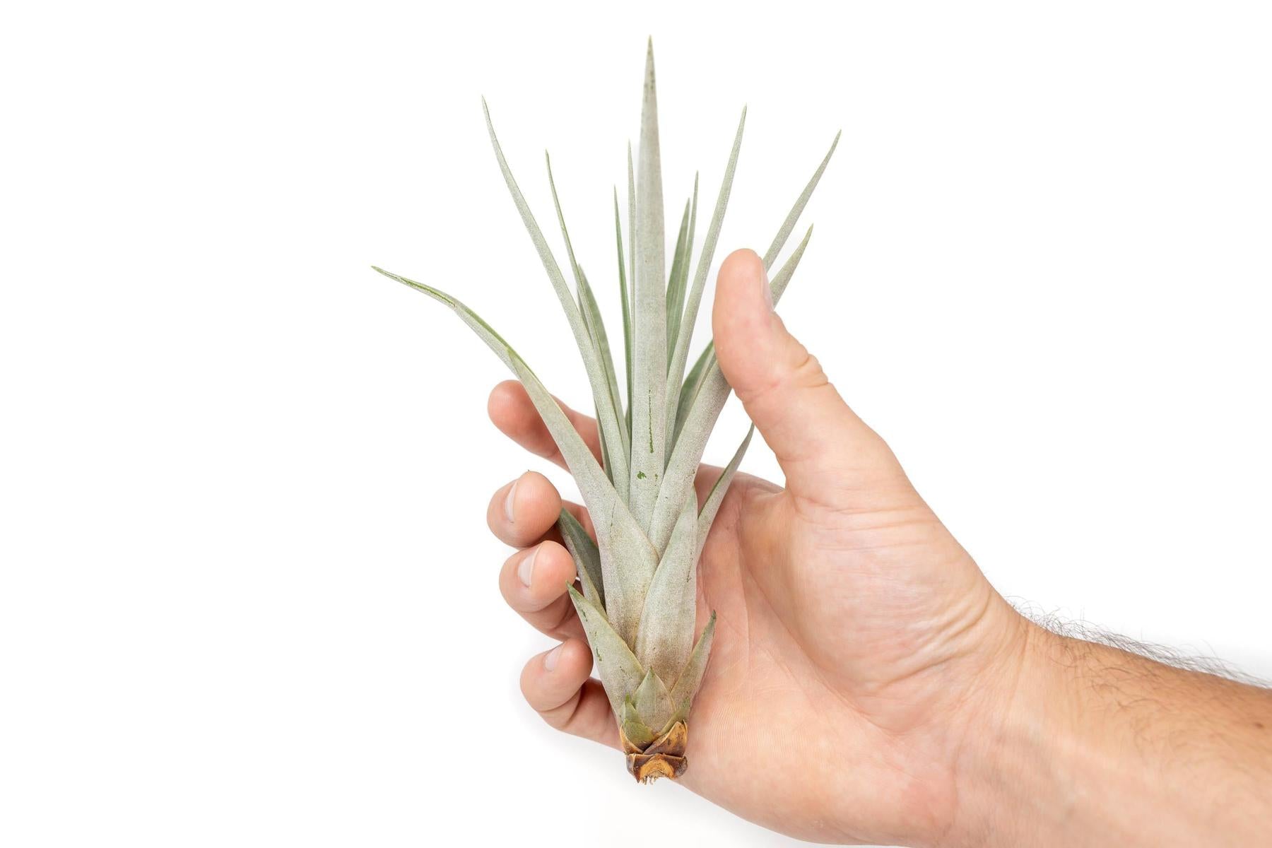tricolor air plant Tillandsia Fasciculata Tricolor Golden Torch Air Plants