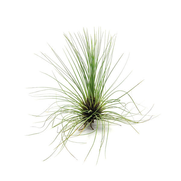 Tillandsia Filifolia Air Plants-airplant-The Succulent Source