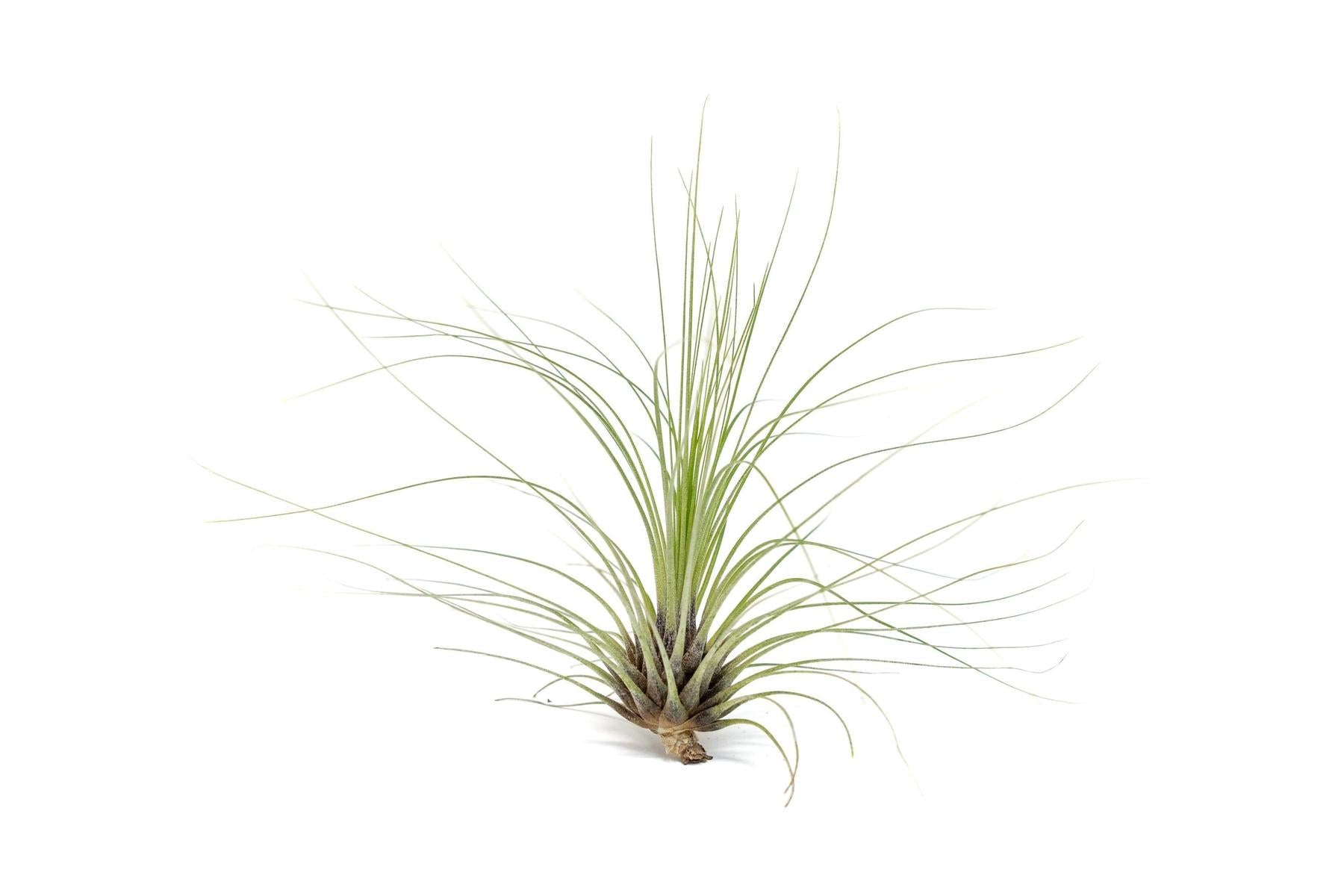 Tillandsia Filifolia Air Plants-airplant-The Succulent Source
