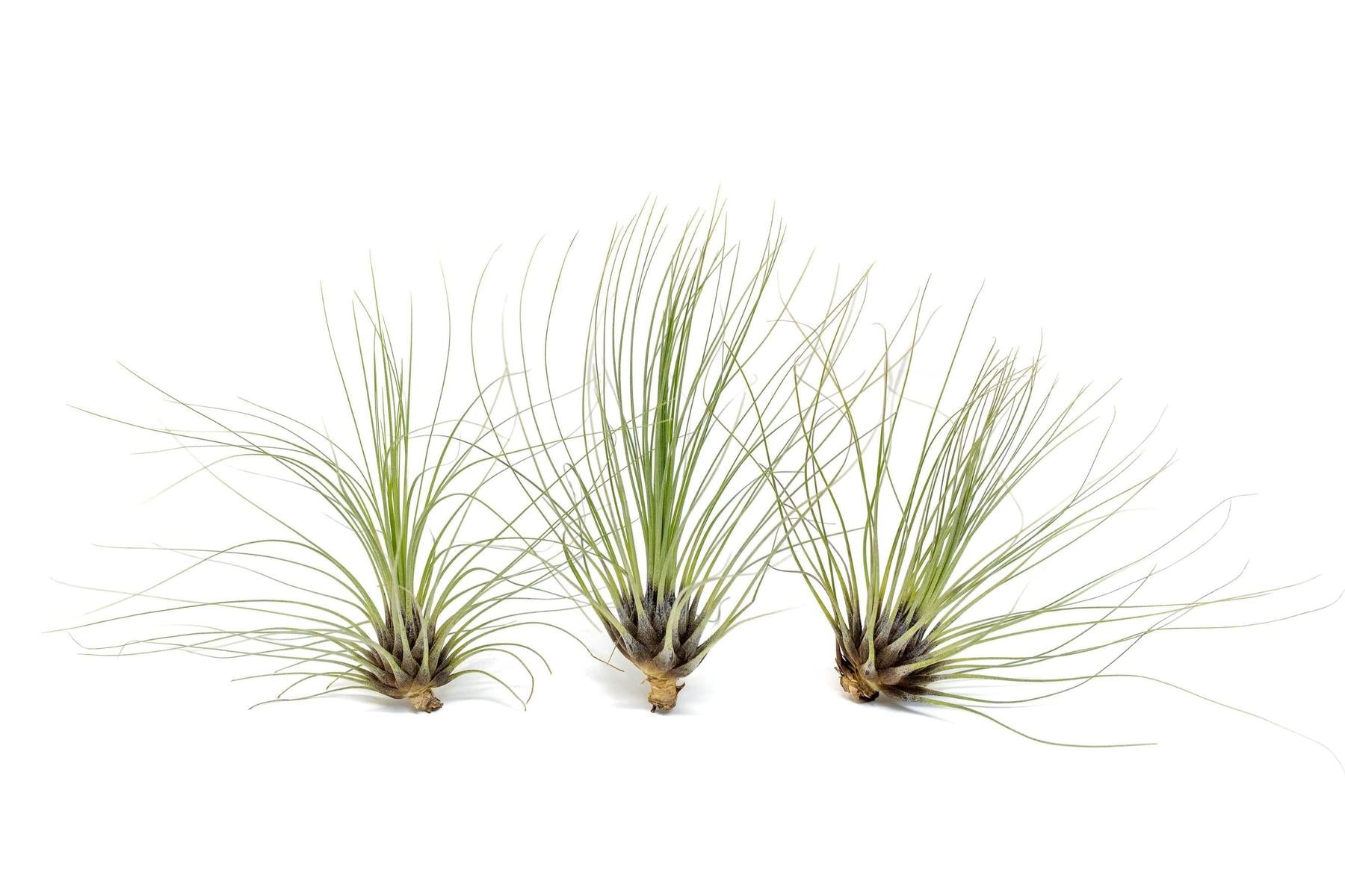 Tillandsia Filifolia Air Plants-airplant-The Succulent Source