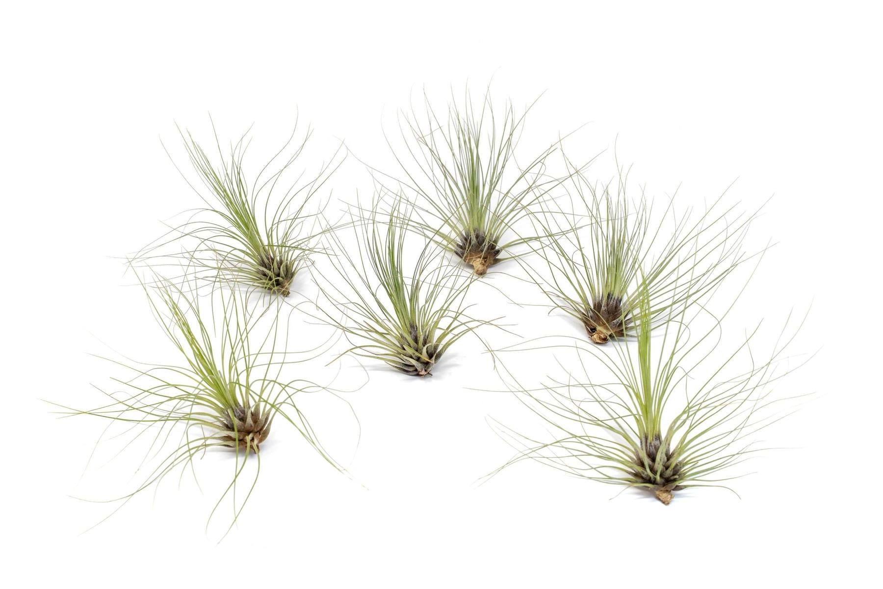 Tillandsia Filifolia Air Plants-airplant-The Succulent Source