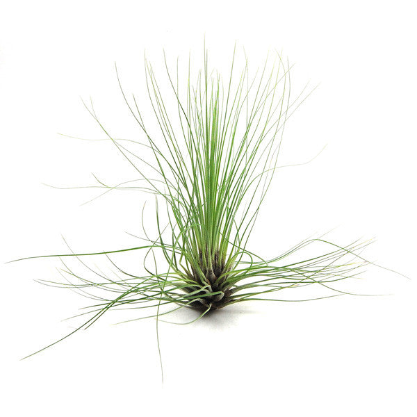Tillandsia Diaguitensis Air Plant – Air Plant Design Studio