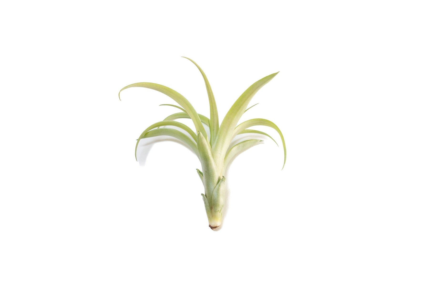 Tillandsia Flabellata Air Plants-airplant-The Succulent Source