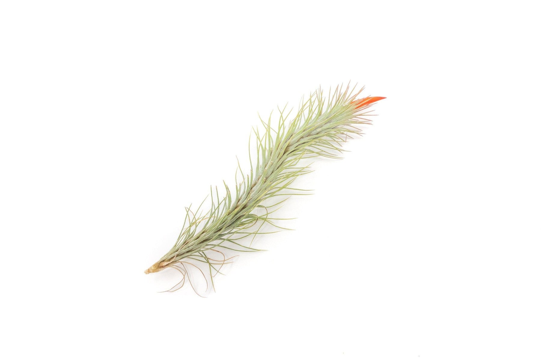 Tillandsia Funckiana Air Plants-airplant-The Succulent Source