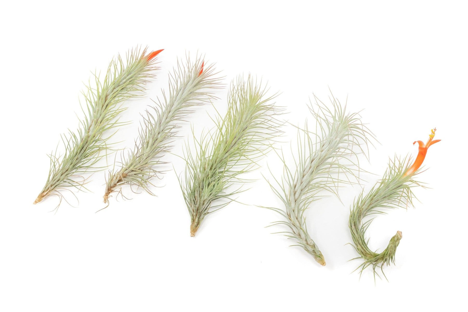 Tillandsia Funckiana Air Plants-airplant-The Succulent Source
