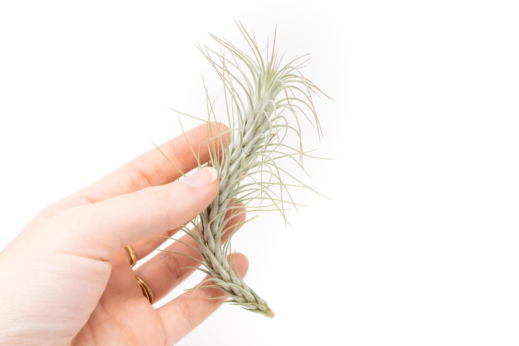 Tillandsia Funckiana Air Plants - Wedding Succulent Favors