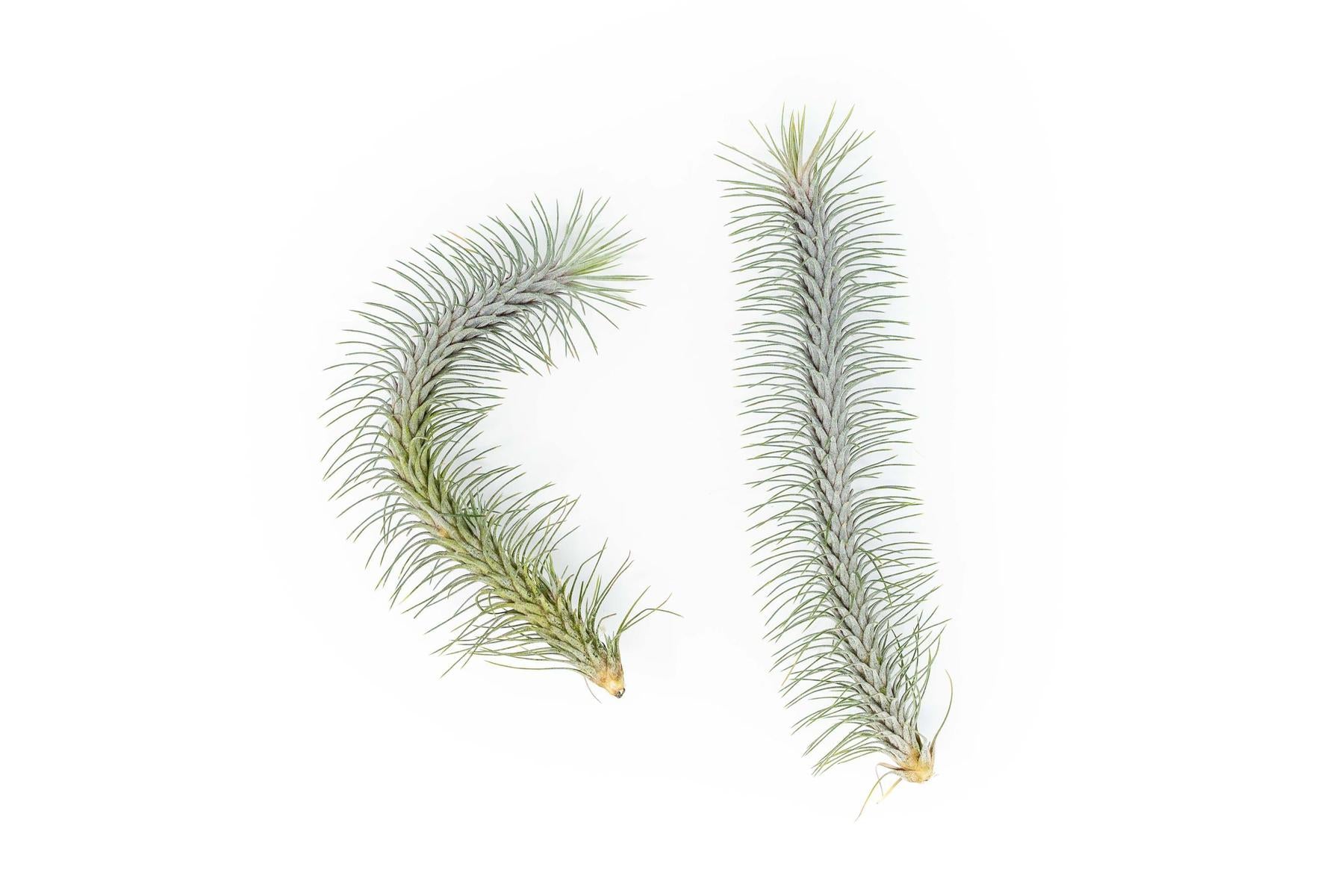 Tillandsia Funckiana v. Recurvifolia Air Plant-airplant-The Succulent Source