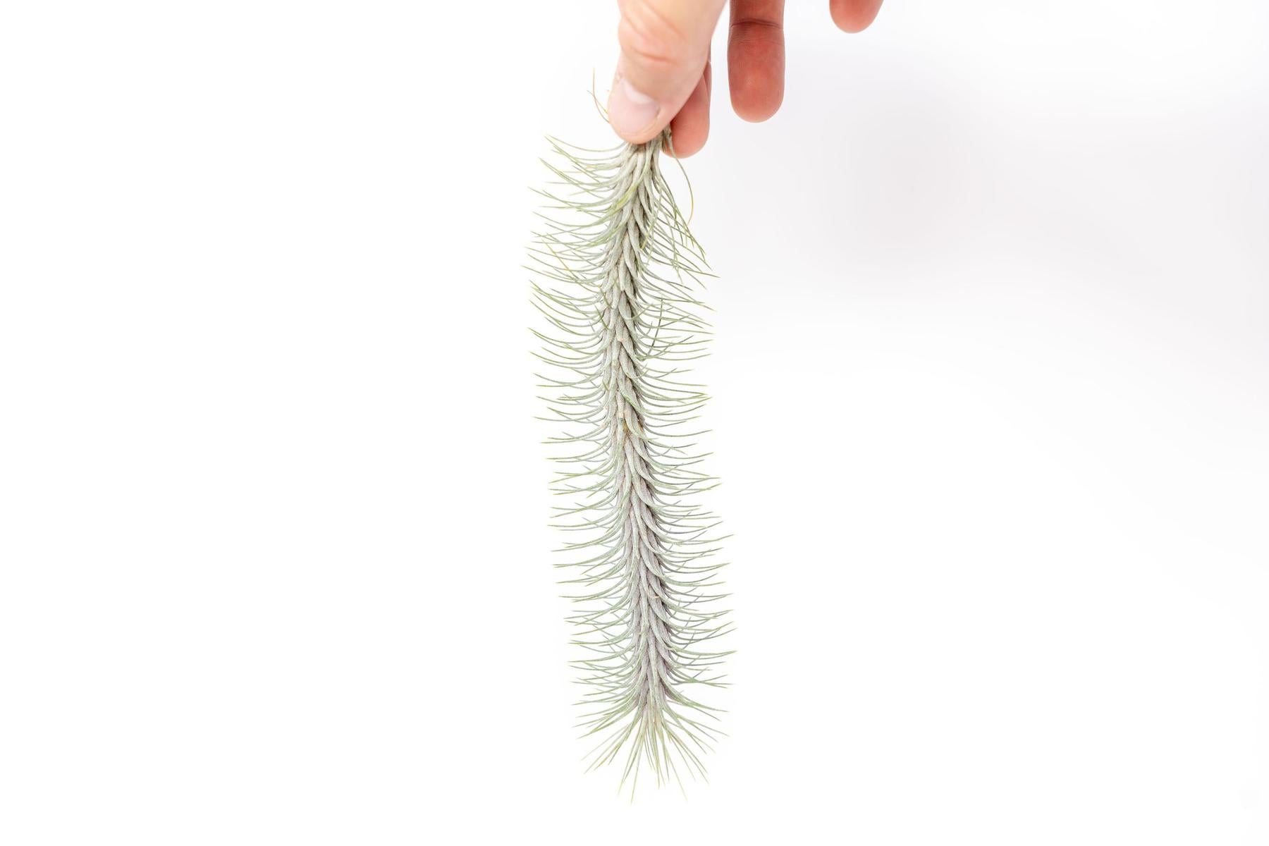 Tillandsia Funckiana v. Recurvifolia Air Plant-airplant-The Succulent Source