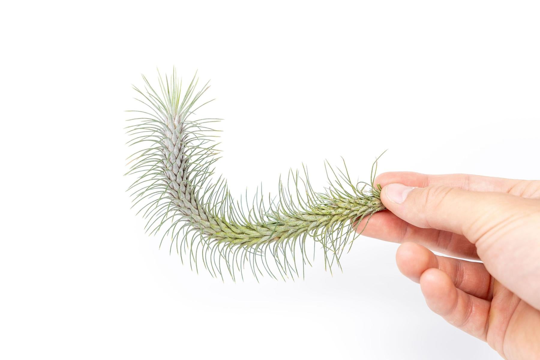 recurvifolia air plant Tillandsia Funckiana v. Recurvifolia Air Plant