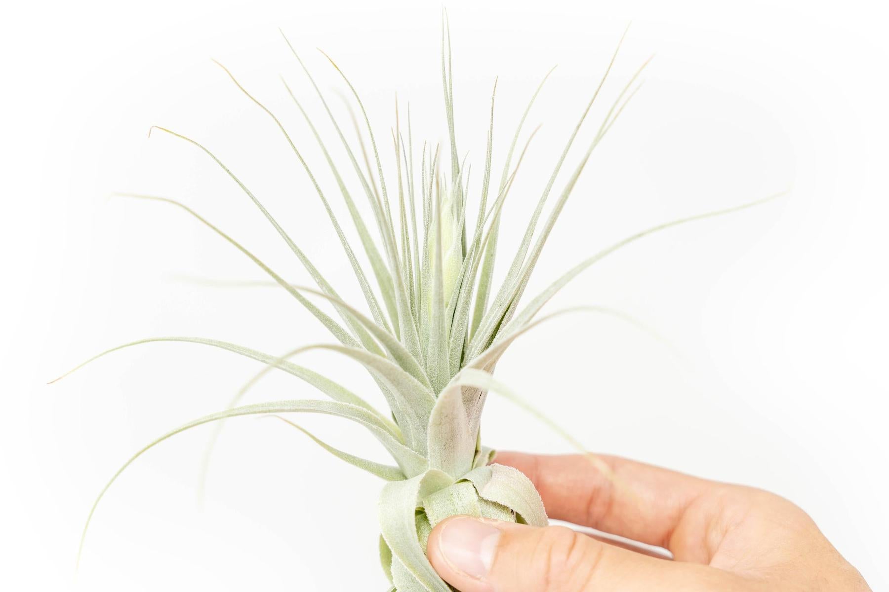 Tillandsia Gardneri - Various Ecotypes-airplant-The Succulent Source