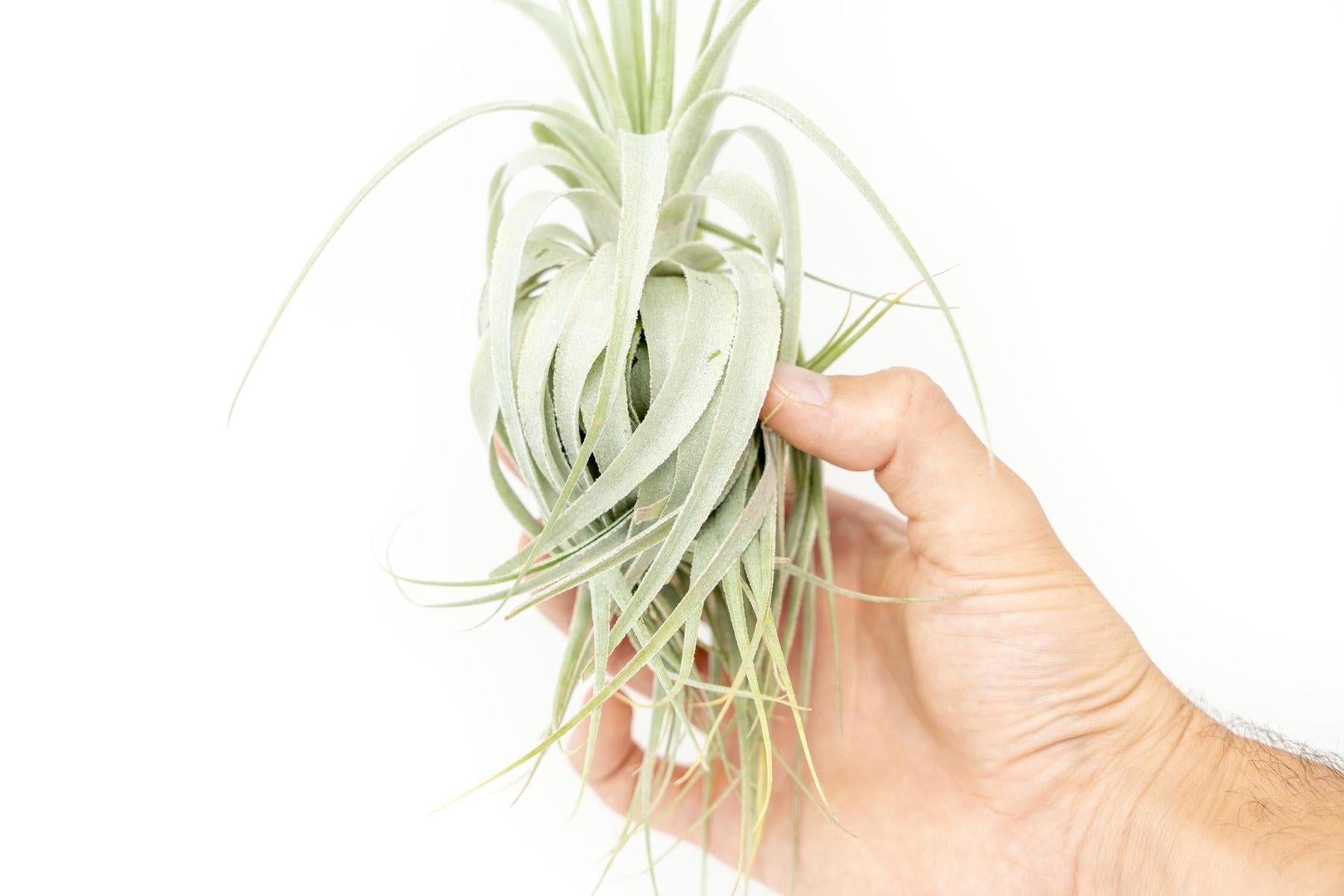 Tillandsia Gardneri - Various Ecotypes-airplant-The Succulent Source