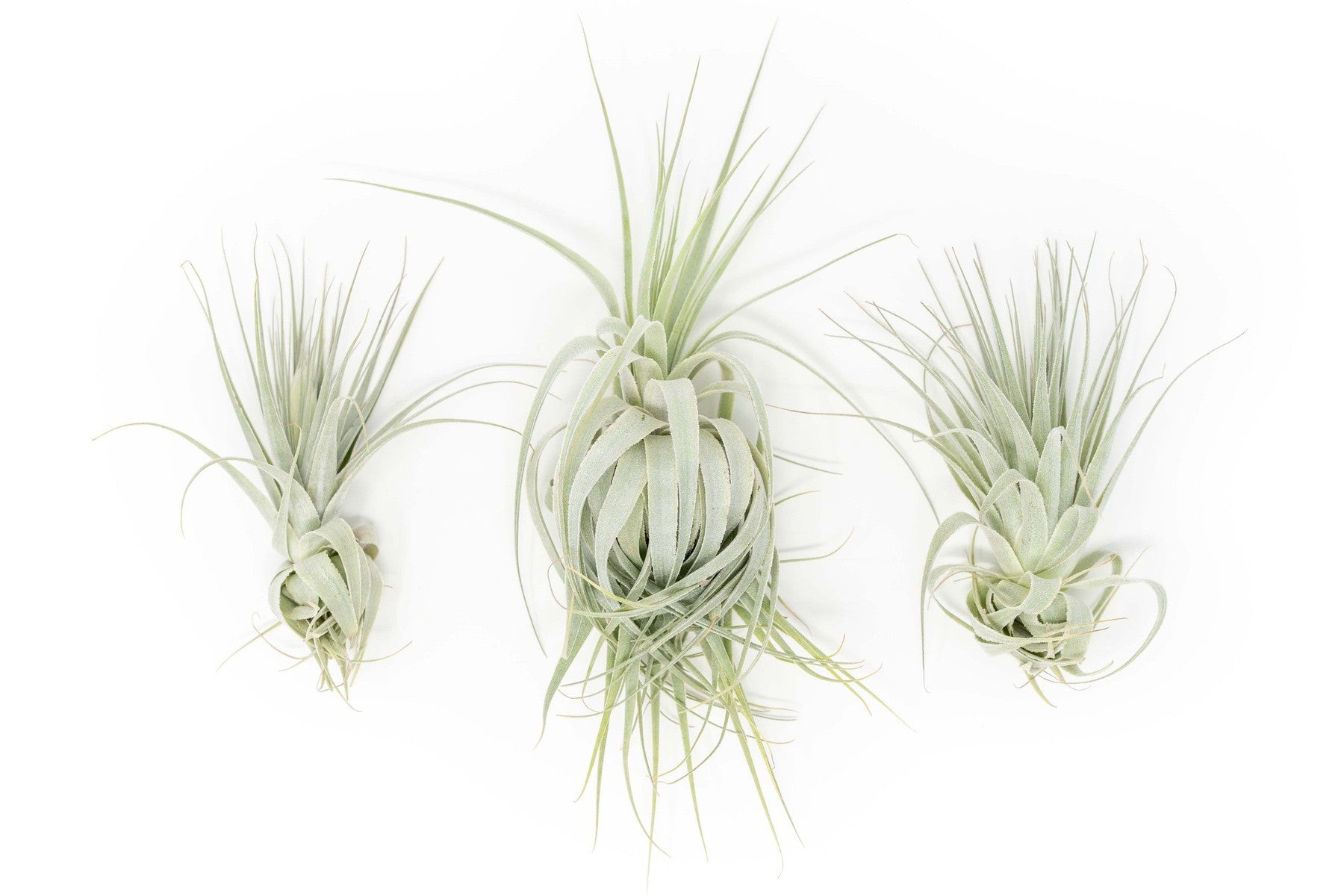 Tillandsia Gardneri - Various Ecotypes-airplant-The Succulent Source