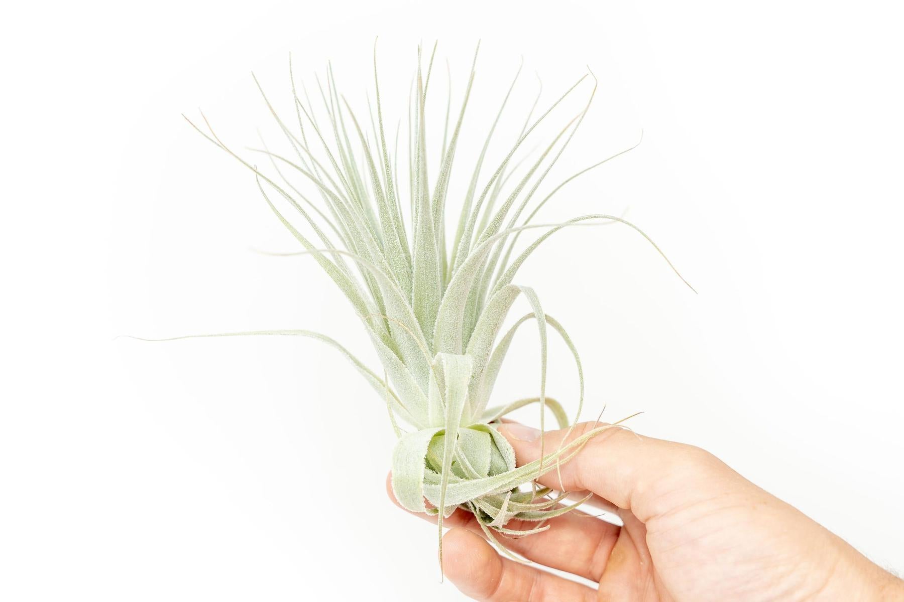 Tillandsia Gardneri - Various Ecotypes-airplant-The Succulent Source