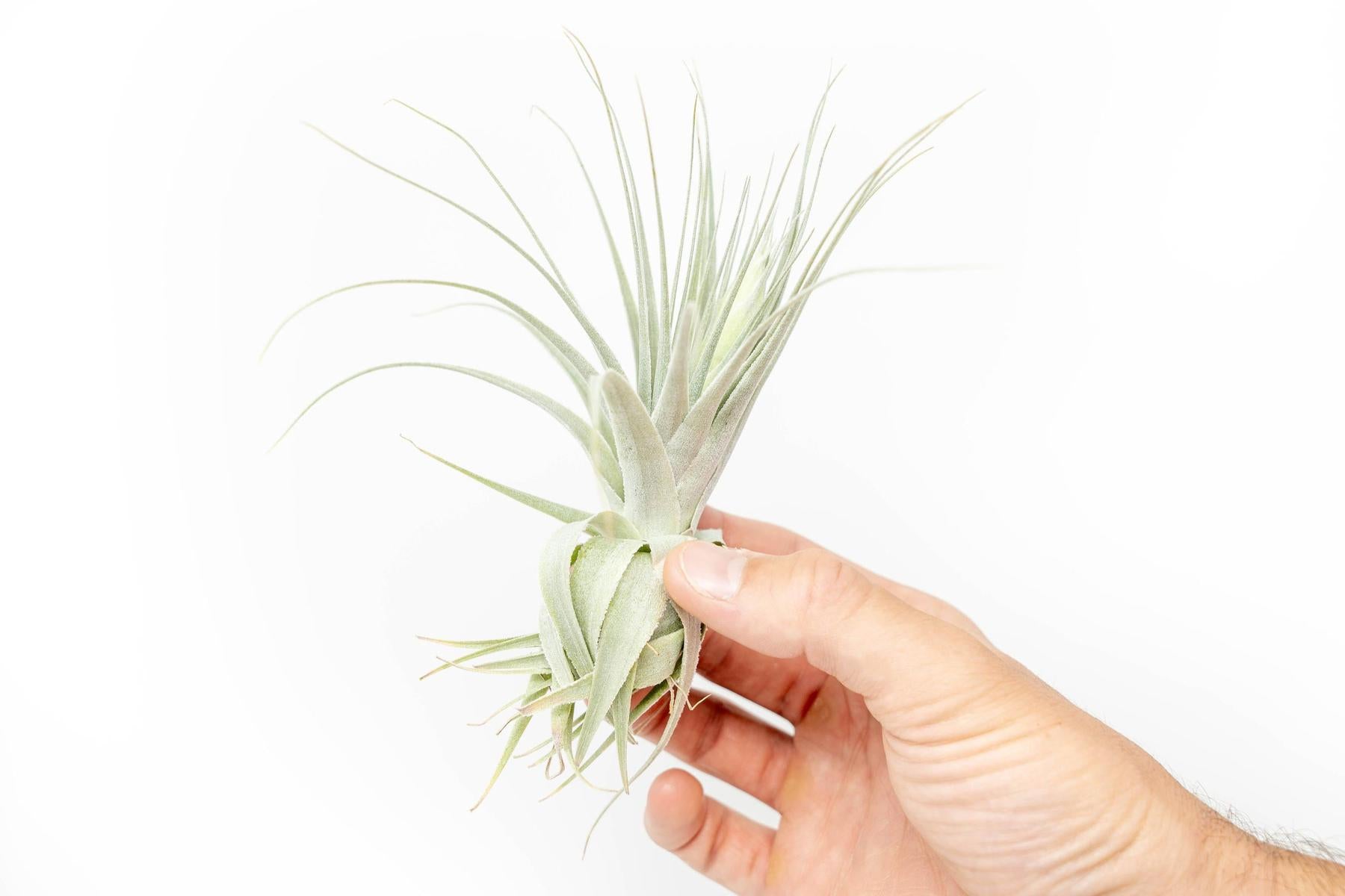 Tillandsia Gardneri - Various Ecotypes-airplant-The Succulent Source