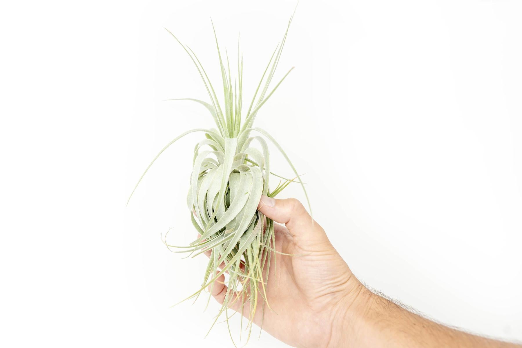 Tillandsia Gardneri - Various Ecotypes-airplant-The Succulent Source