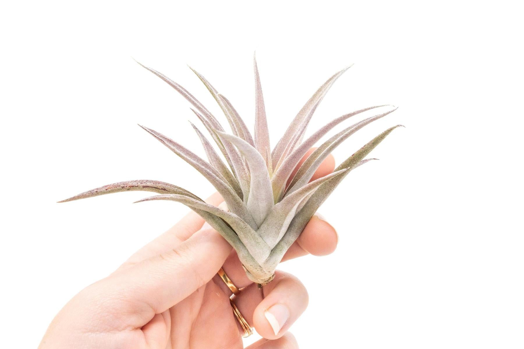 air plant harrisii Tillandsia Harrisii Air Plants