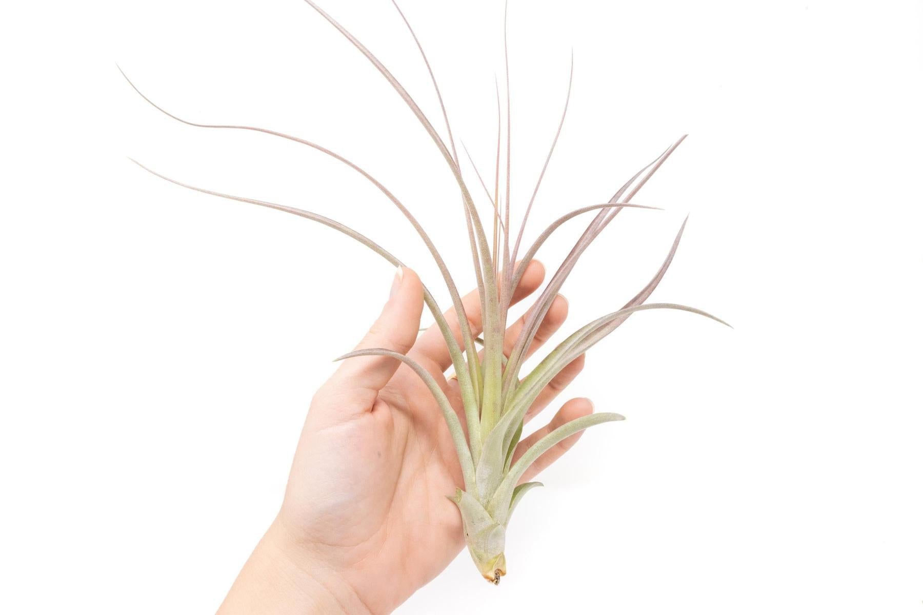 Tillandsia Heather's Blush Air Plant-airplant-The Succulent Source